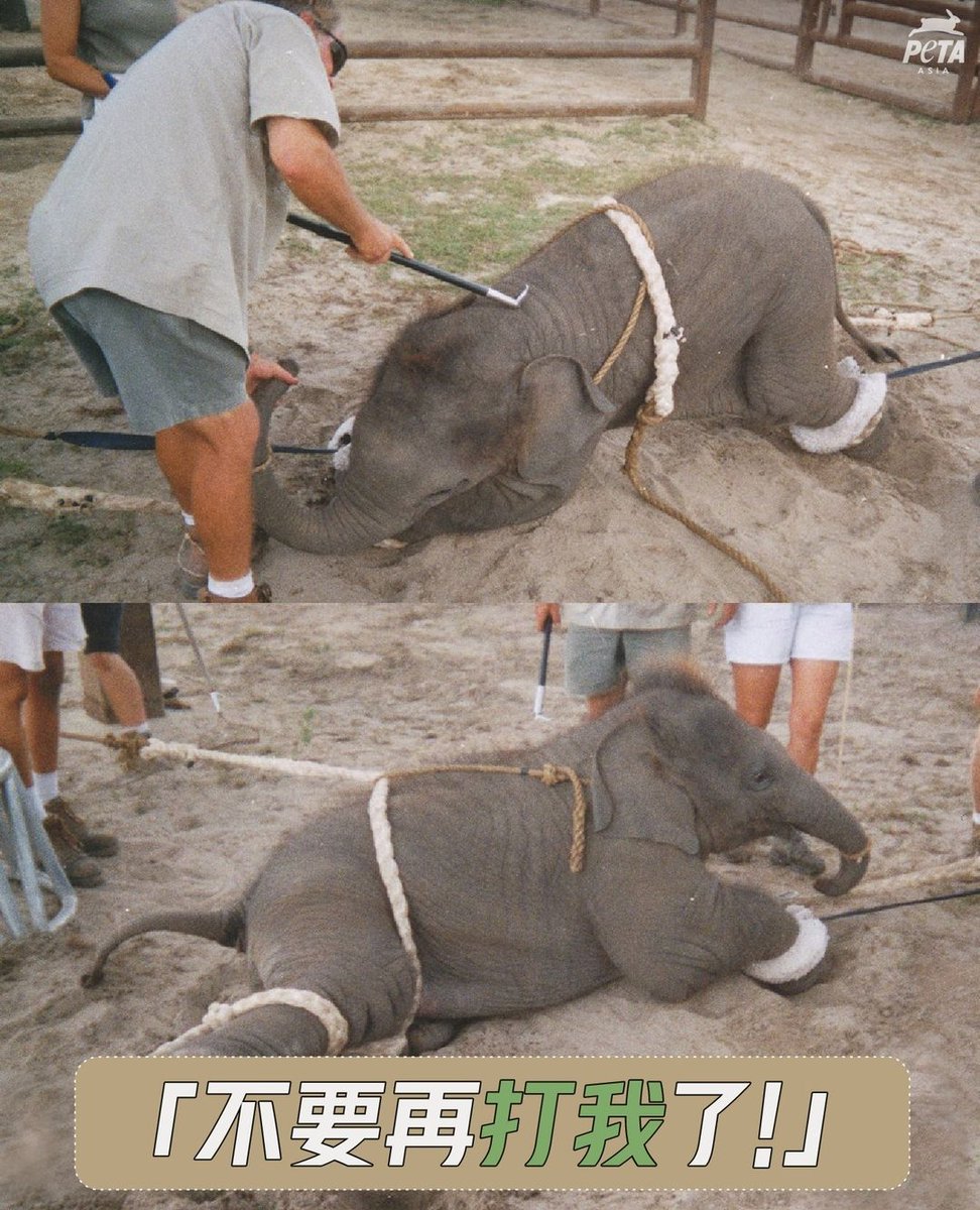 2/ By breaking 'the spirit' of the elephant, handlers are able to control them. 

#saveelephants #ElephantConservation