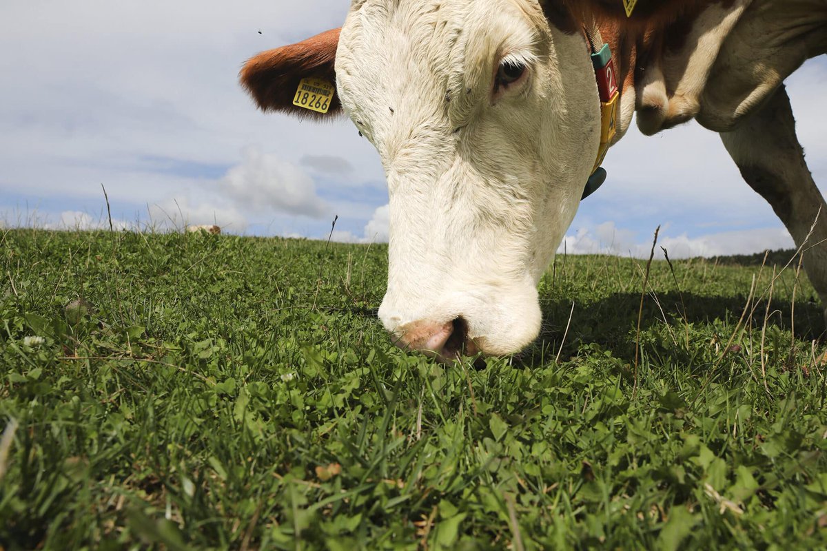 Neues Forschungsprojekt der LFL: Methanausscheidung bei Milchkühen auf den Grund gehen

Nach Kohlendioxid ist Methan (CH4) das zweitwichtigste Treibhausgas. Bei der Verdauung der sogenannten Wiederkäuer wie Milchkühen wird Methan freigesetzt...

moderner-landwirt.de/neues-forschun…