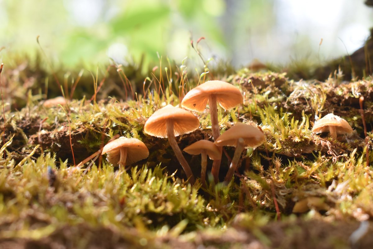 Sunny days ahead #FungiFriday

#fungi #mushrooms #mycology #mushroomtwitter #nature #naturephotography #Michigan #UpperPeninsula #hiking #spring