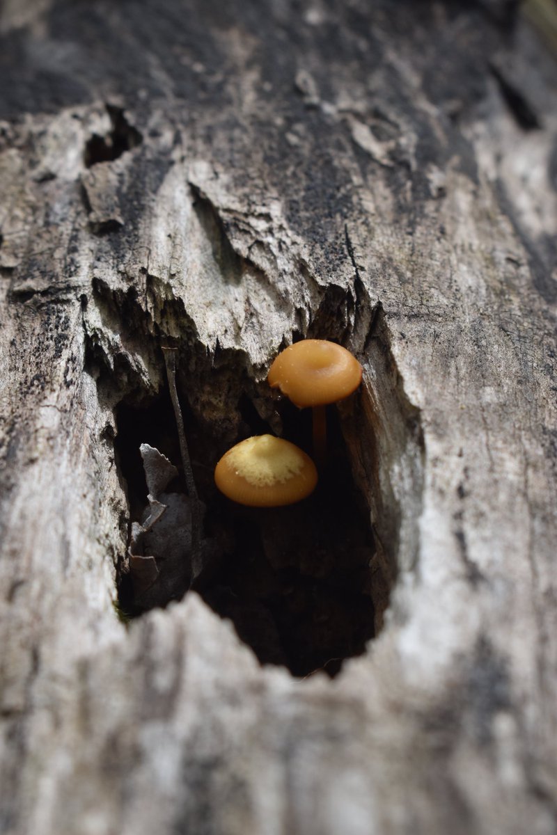 Pssst, over here... #FungiFriday #fungi #mushrooms #mycology #mushroomtwitter #nature #naturephotography #Michigan #UpperPeninsula #hiking #spring