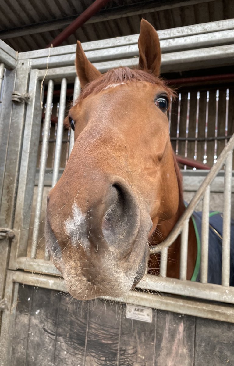 FluffyPickle's tweet photo. Solar Joe, Ski Jump, good luck to them and all #teamfahey today. Safe home beauts not long to horse hugs now #9sleeps ๐ฅฐ๐ฅฐ๐ฅ๐ฅ๐ฅ๐ฅ https://t.co/EYRet6fxaU