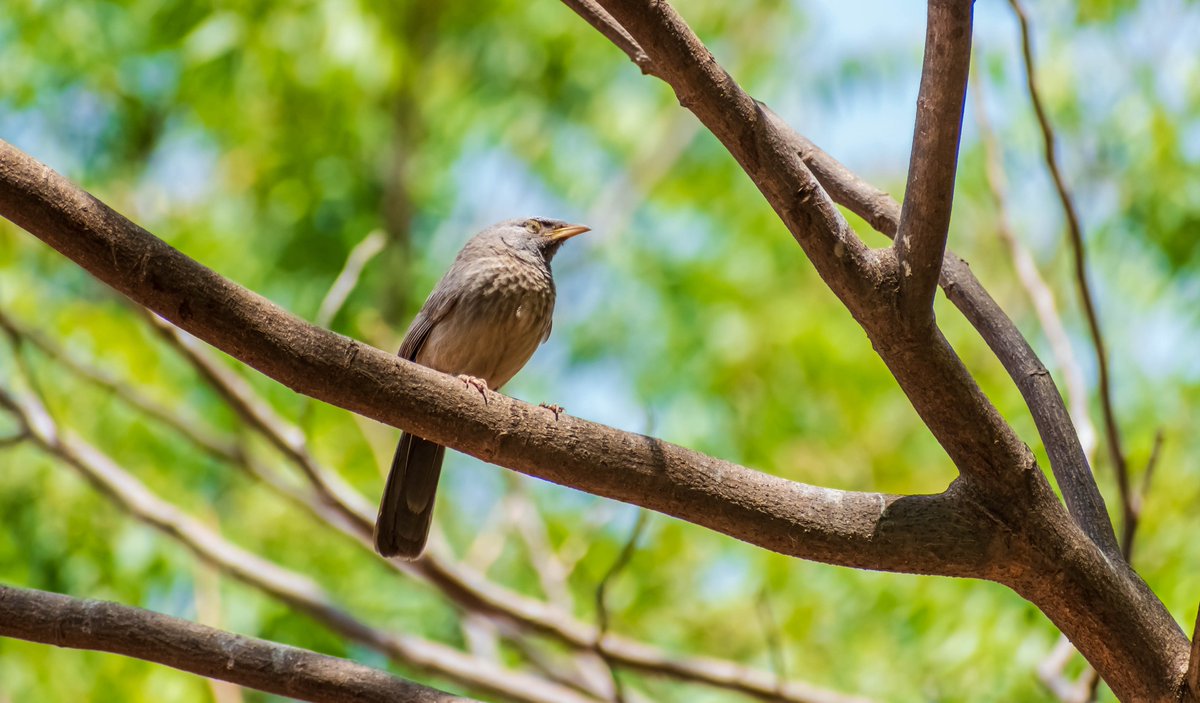 Jungle Babbler
Nikon D3500, 70-300mm 

#TwitterNatureCommunity #VitaminN #IndiAves #throughyourlens #photography #BBCWildlifePOTD #wildlifephotography #BirdsSeenIn2022 #IncredibleIndia #birdwatching #birdsinflight #birds #birdsofindia #ThePhotoHour #tweeterbird