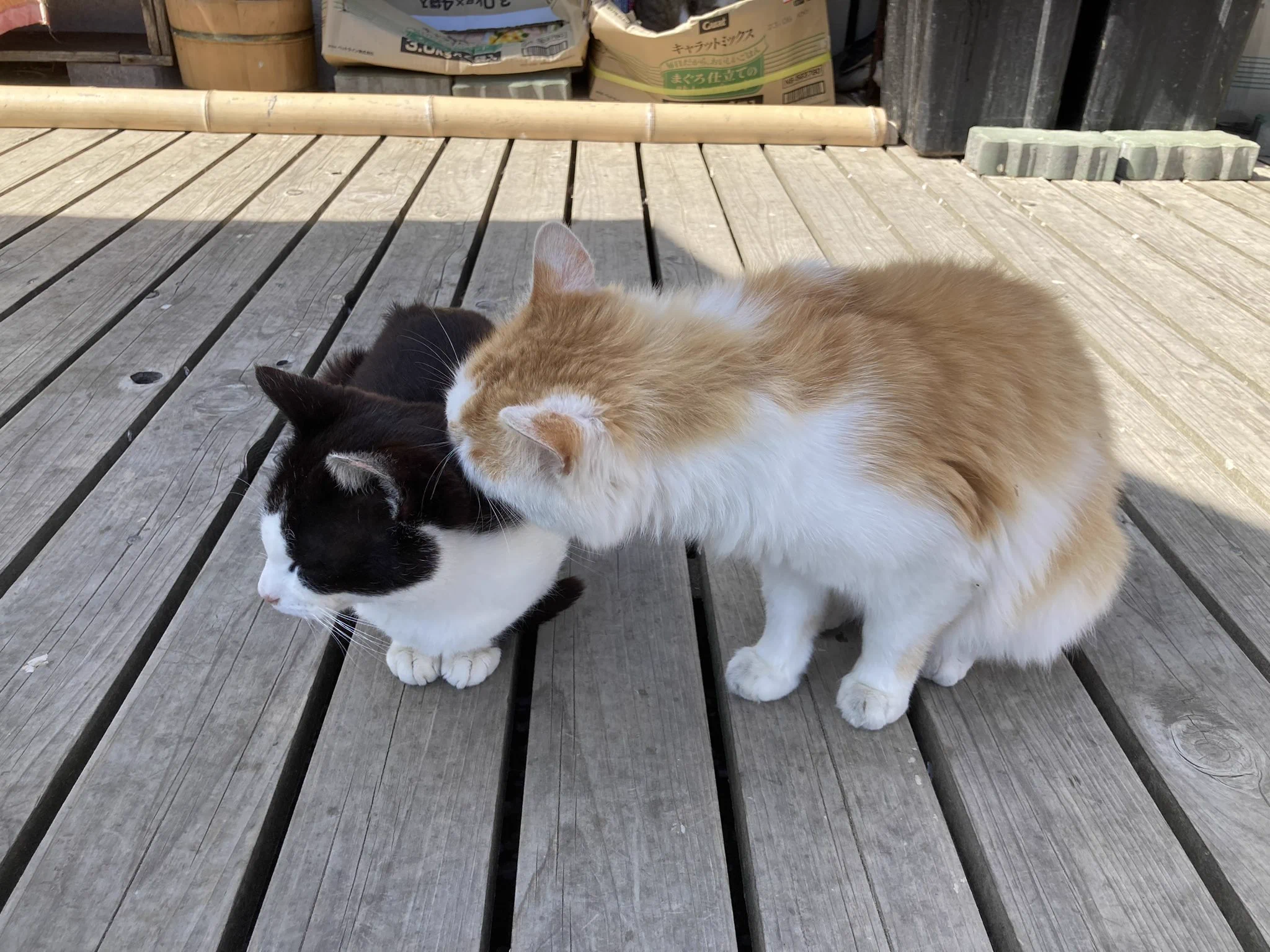 @sekikazu01 田代島いいっすよねぇ、自分も去年行きましたが、静かですし、ずっと居たかった…… 