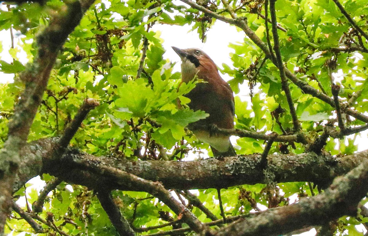 Good morning my friends,  have a nice sunny Friday.
I saw this Jay up in the tree canopy at Pulborough Brooks. #FridayFeeling #PositiveVibes #goodmorning #BirdTwitter #BirdsOfTwitter #rspb_love_nature