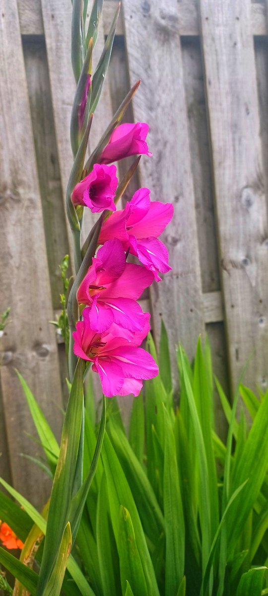 craftypebblers's tweet photo. My mum gave me lots of different bulbs out of her garden last year and now we have some beautiful surprises popping up in our garden. ☺️
#bulbs #gladioli #mygarden #flowers #gardening #sunnyday #bulbplanting #garden #planting https://t.co/QRmAnDbpzf