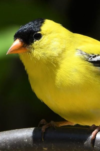 Diomedes Diaz como pájaro. Abro hilo 👇