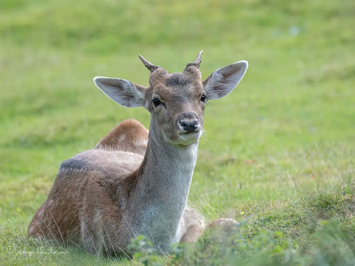 Fallow deer 

#repost

#wildlife #wildlifephotography #TwitterNatureCommunity #deer #fallowdeer

vickyoutenphotography.com