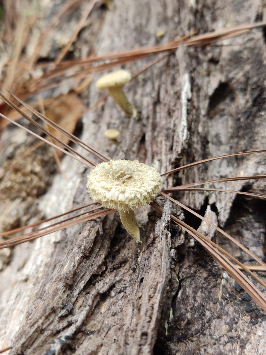 yeyoalf's tweet photo. @Fungi_Cosas Hola doctora, encontré estos honguitos en Valle de Bravo https://t.co/Z1O8WUQF0F