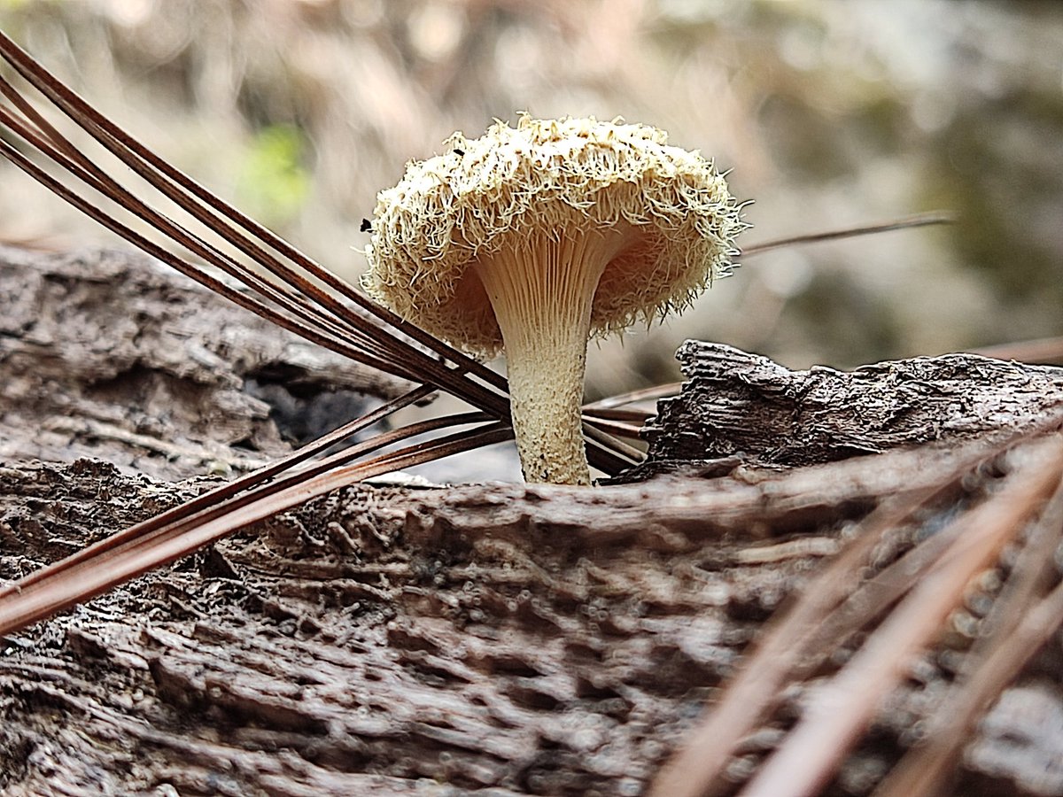 yeyoalf's tweet photo. @Fungi_Cosas Hola doctora, encontré estos honguitos en Valle de Bravo https://t.co/Z1O8WUQF0F