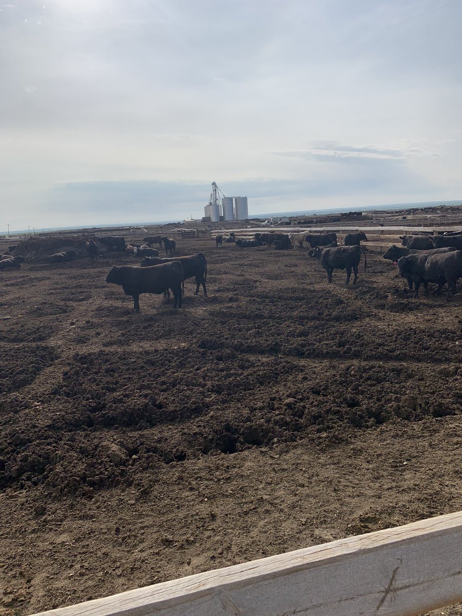 tylercalfee's tweet photo. Feedlot day in Colorado and Nebraska.  Wood bunks?  I dig.  
 
#eatthebeef 
#feedlotlife 
#thecedarroom https://t.co/PeAxAs15fj