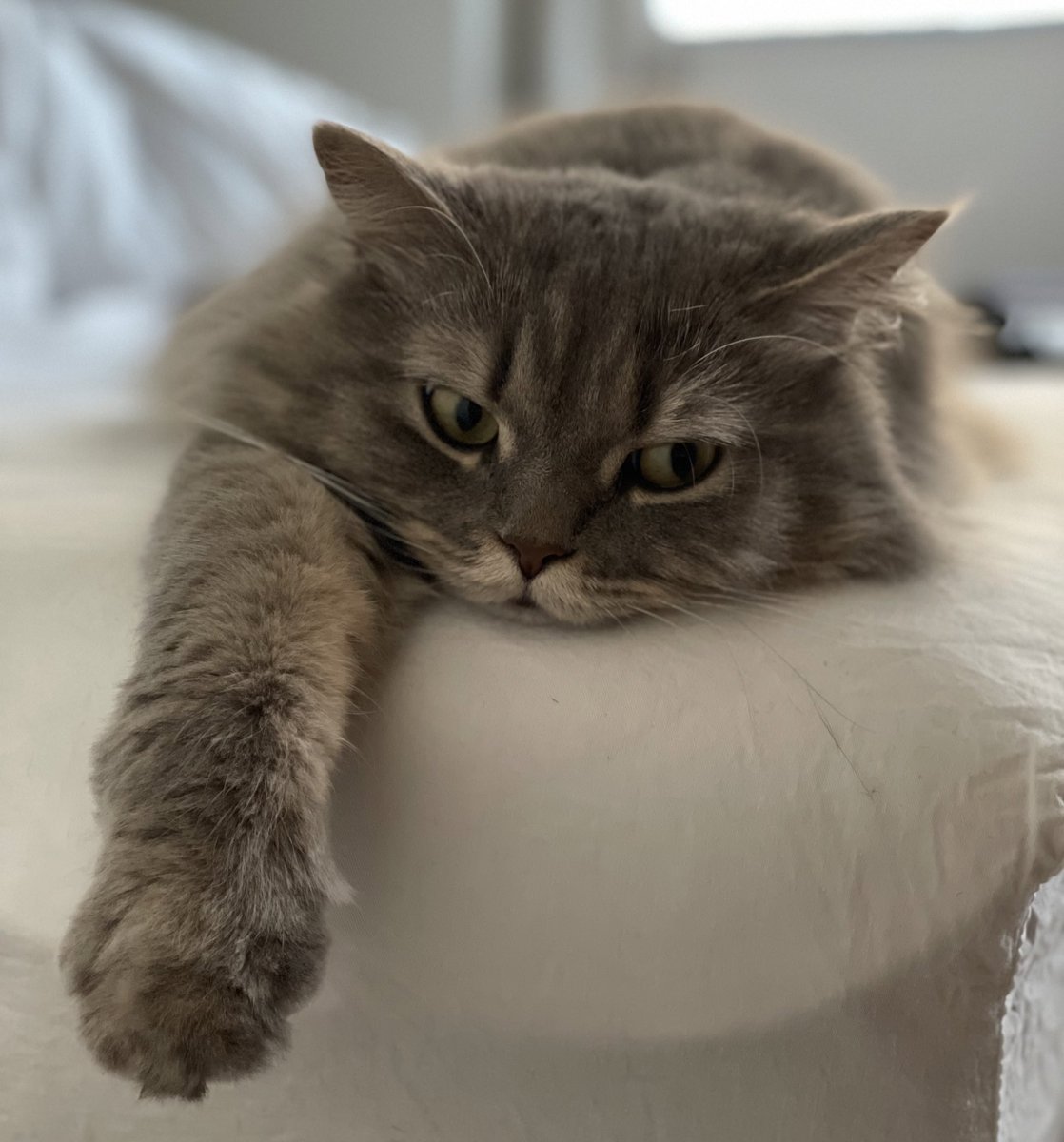 ねむいにゃー
#猫 #にゃんこ #ねこ #サイベリアン #猫のいる幸せ #猫のいる生活 #猫好き #猫好きさんと繋がりたい #cat #siberian #catlover #catlife #ねこのきもち #ねこのいる生活 #siberiancat