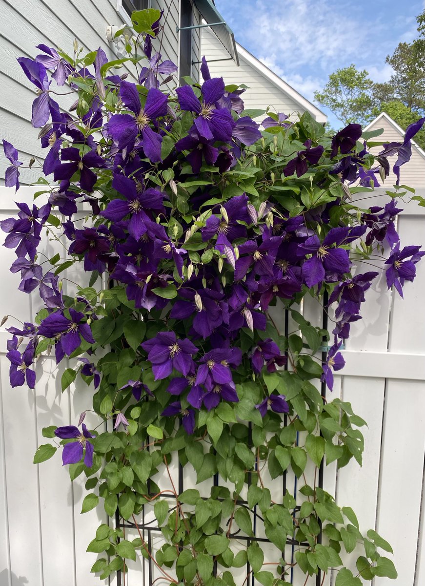 Clematis, growing and blooming like crazy! #ClematisThursday, #Flowers #Gardening #MasterGardener