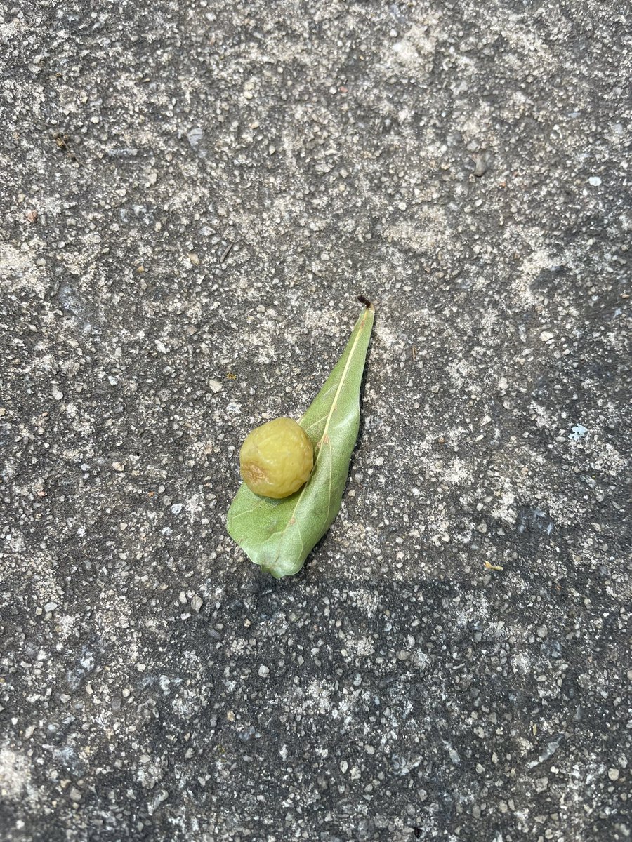 An impressive gall seen while walking the bean. #gall