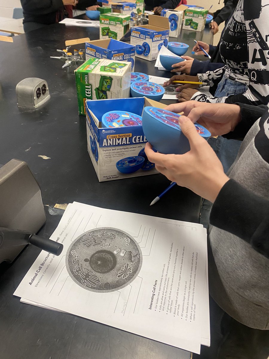 Plant cells vs. Animal Cells 

Wrap up activity for organelles. 

#ScienceTwitter