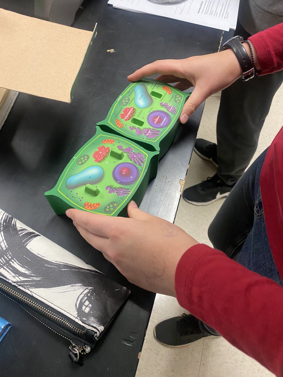 callmeMsRaj's tweet photo. Plant cells vs. Animal Cells 

Wrap up activity for organelles. 

#ScienceTwitter https://t.co/1Zu8b3wlHG