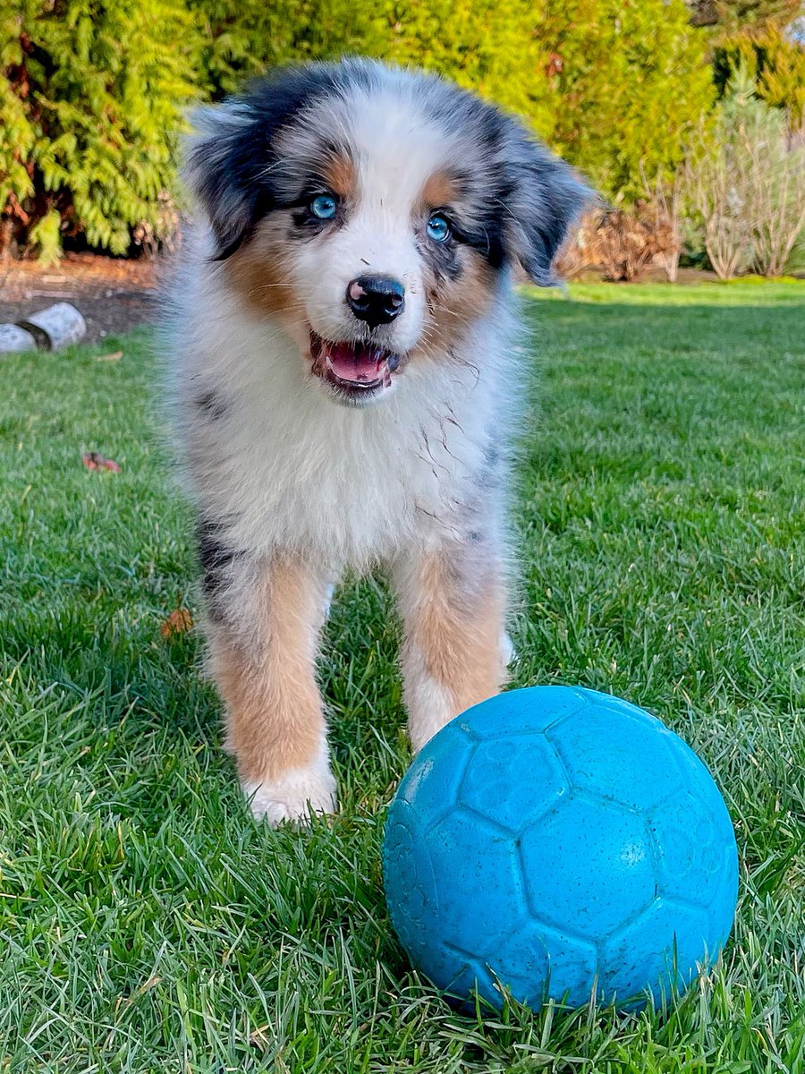 Aussie_Pawsie's tweet photo. @SiriusXMFC We’re dogs so we don’t need money. We play football with our humans. And one of us is named Lasso. So, we’re pretty fluffing qualified. https://t.co/3vZfzgPZ2z