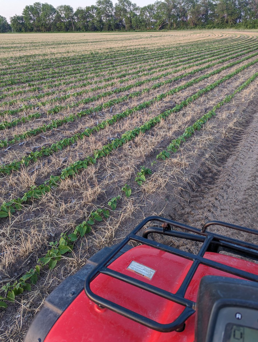 Green beans in rye #covercrop are looking great