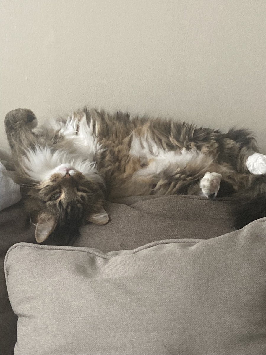MarsRoverCat's tweet photo. @ObservatoryCats My mom says it’s been a long week, but I don’t have the concept of time to know. Here’s my belly floof to make your day better! https://t.co/puQAApvsN8