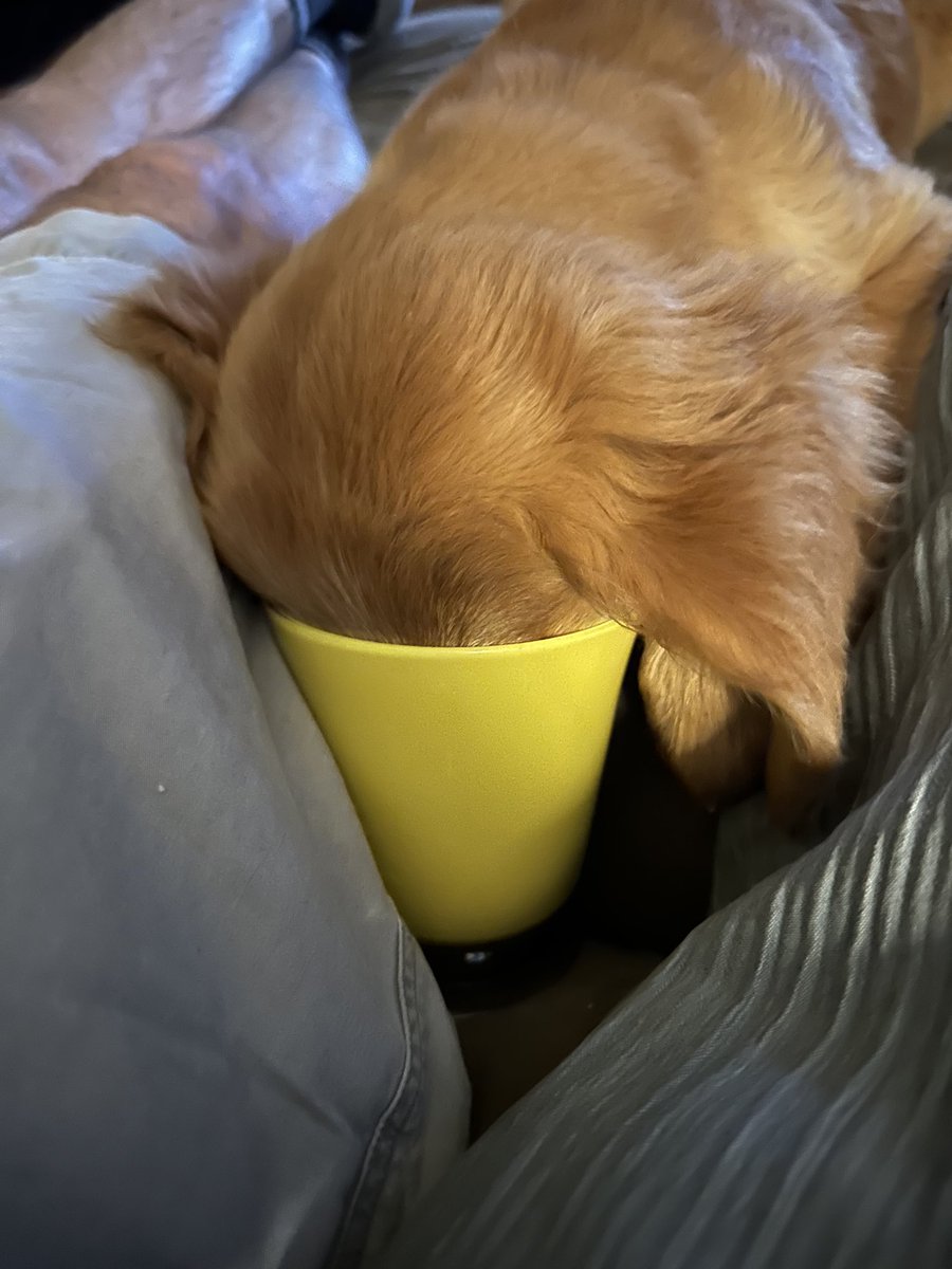 RiverRuns2023's tweet photo. I’m thinking Dad left just a drop of milk in his cup!!!! #goldenretrieverpuppy #Goldenretrievers #goldenretriever #dogsoftwitter https://t.co/1xlmgOHmQ2