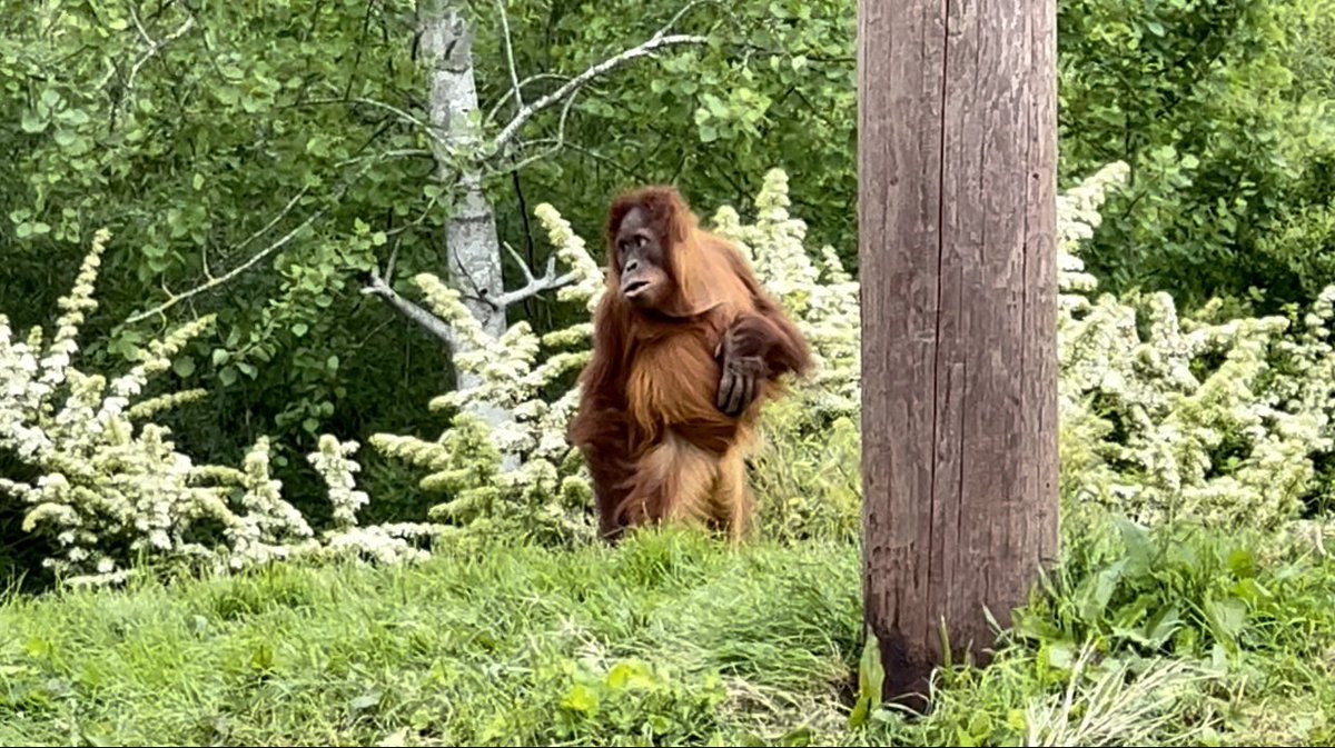 Danni_91x's tweet photo. @chesterzoo 🦁🦧🐘 https://t.co/LiKjIyHBL4
