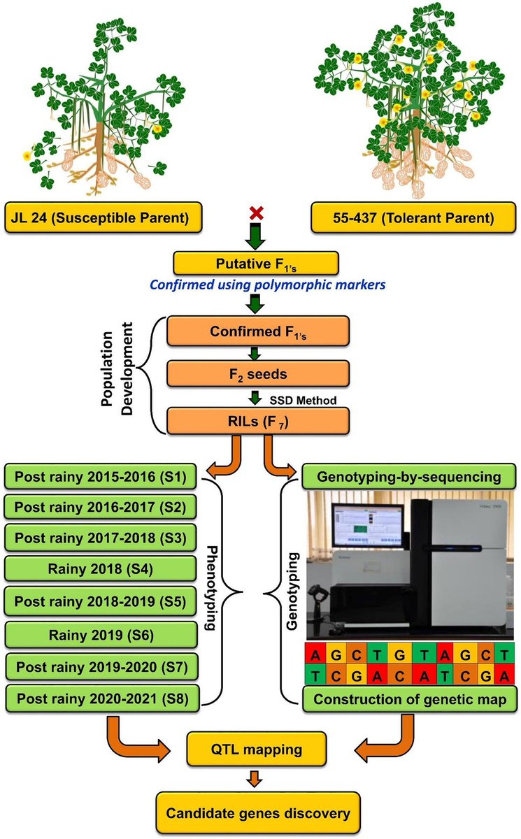 MU_CCFI_Biotech's tweet photo. Happy to share our article with you. Dive into #finemapping, #genediscovery, and #genomicsassisted breeding + the productivity/quality + effect of rising temperatures in semi-arid environments on groundnut. Thanks to all authors @Gangurde_SS @ICRISAT
https://t.co/lLDfyAYgVw https://t.co/7dpZb9dfjl