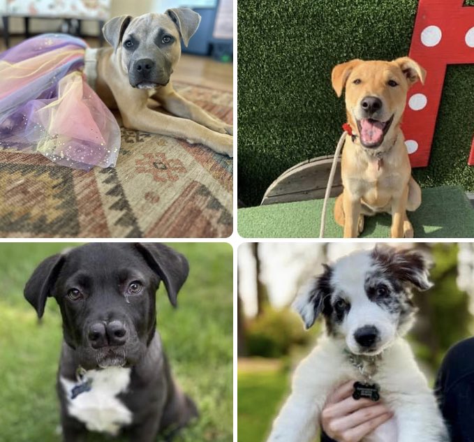 These four cuties are at #BarkAtThePark, and if you use the hashtag #Whereiroot they can get their faces on the big screen at the field. Let's get them their forever homes!