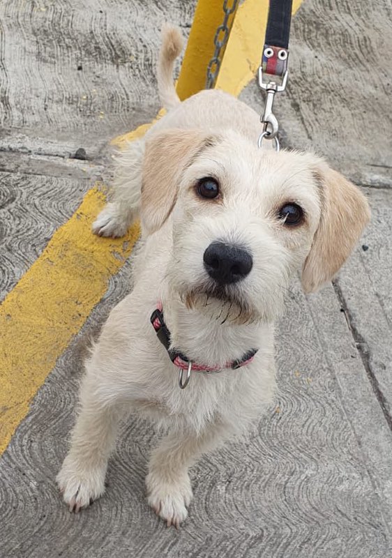 En adopción responsable Rosa y Lía juntas o separadas, aprox 1 año súper cariñosas, sociables, juguetonas, talla chica (como Schnauzer) quien se anima a darles una oportunidad? RT🙏🏻 @MascotasSismo @perrososmx @acano52 @_PatriciaAnaya @mayumiguillen @iztalccihuatl @LaNotaPositiva