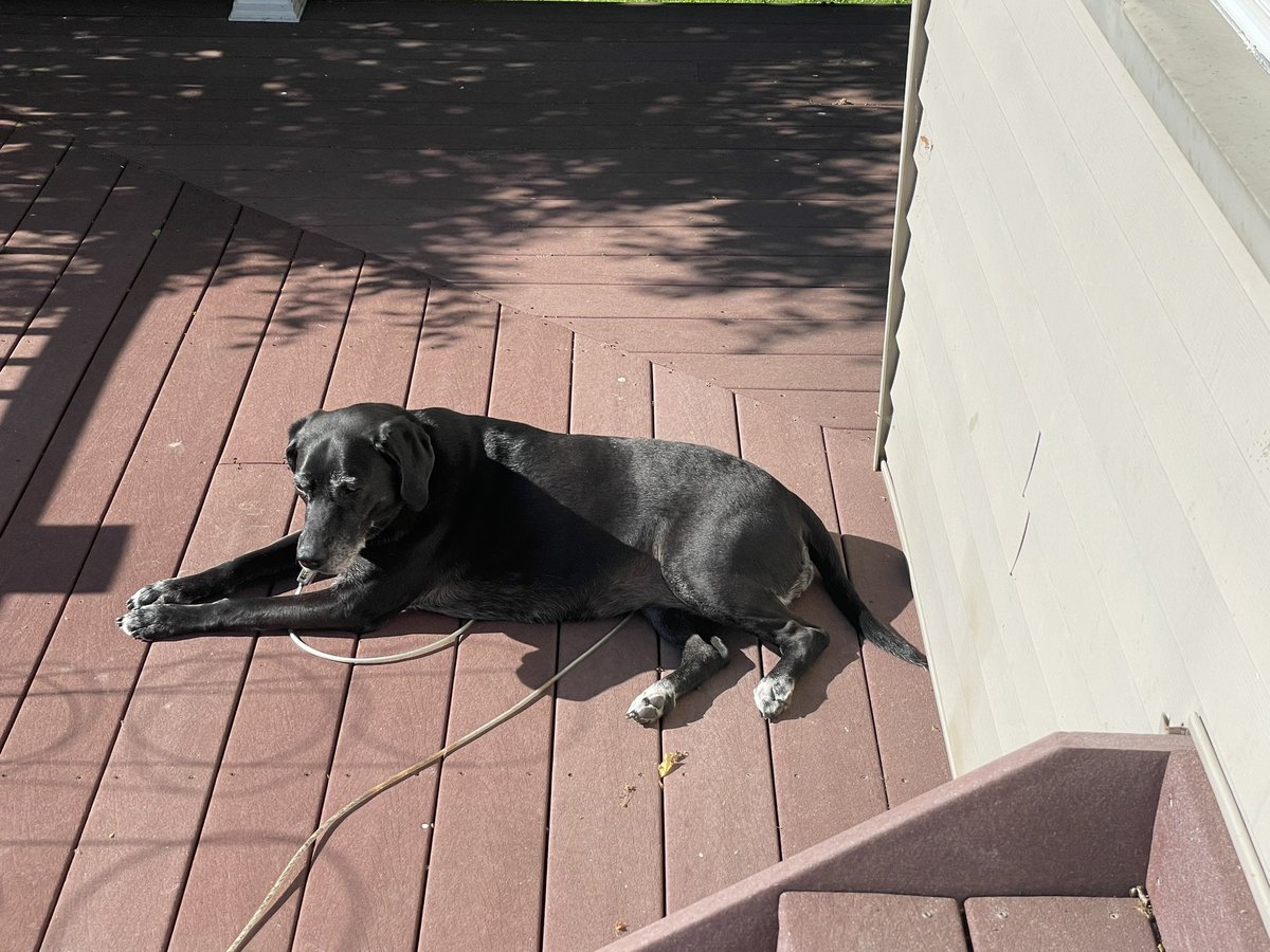 BetsykidMD's tweet photo. @bunsenbernerbmd Best porch sunbather 9yo baby girl Reagan! https://t.co/iUpk1RMTyz