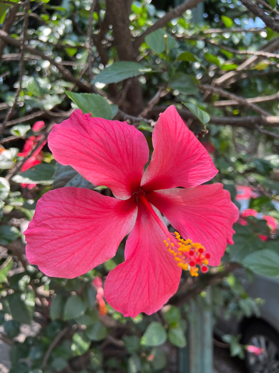 Hibiscus #FlowerReport desde la Ciudad de México. (‘Twas a windy day so the pistil is a little blurry!) 
Sending love to fellow flower-loving  #LongCovid #ME #NEISvoid folks.