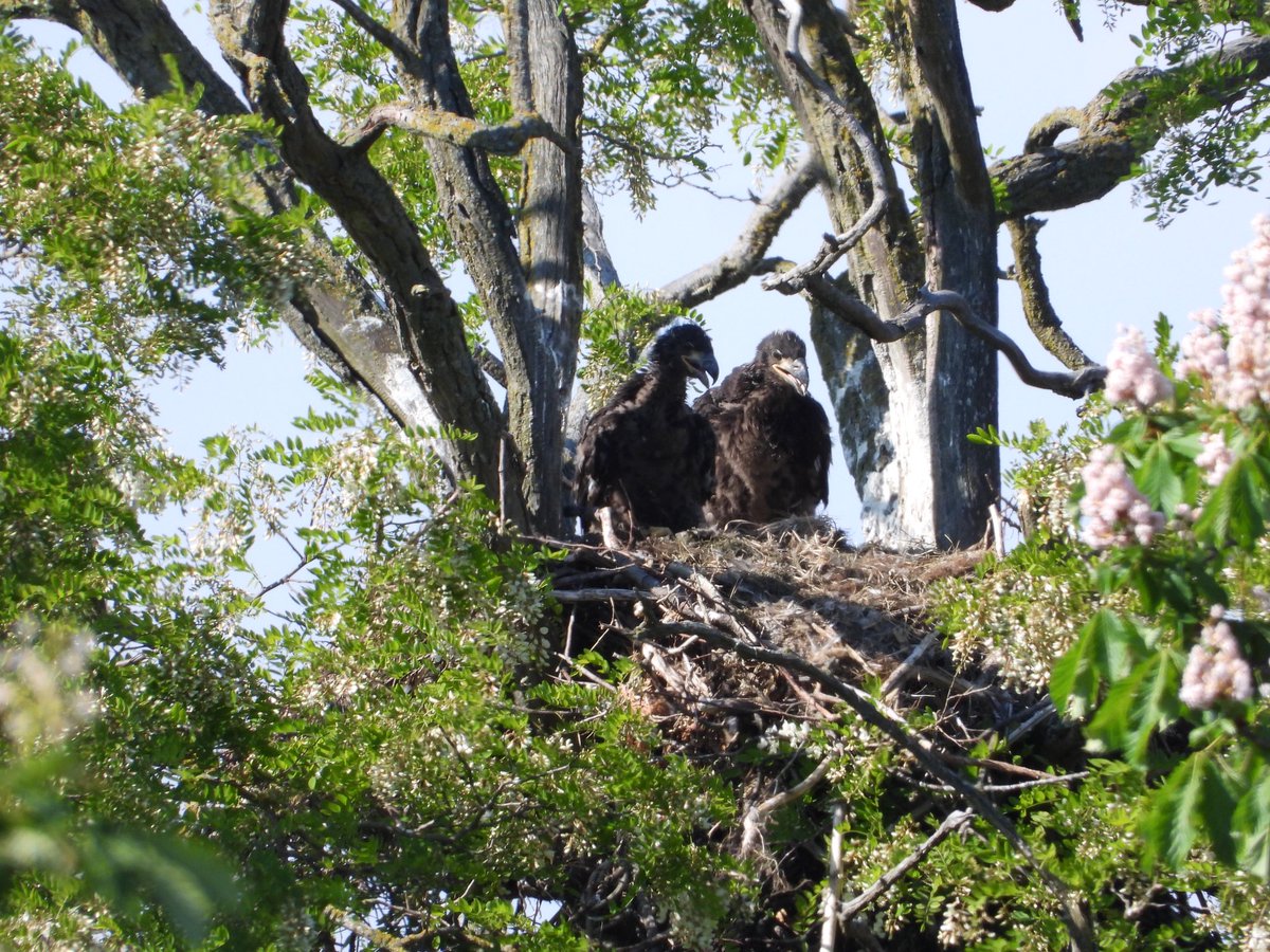 And in a nearby natural nest these two much bigger (and older) baby bald eagles! Thursday 25 May 2023 in delta bc Canada #baldeagle #raptors #birds #wildlife #nature #boundarybay #vancouverbc #bcbirdtrail #hellobc