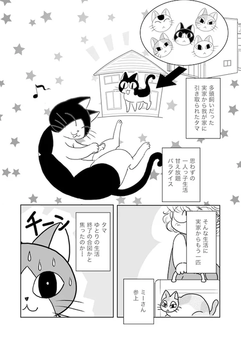 低浮上なので猫を…😅(定期) #タマたま猫生活 #マンガが読めるハッシュタグ 1/2