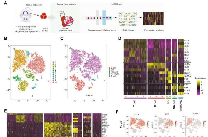 Single-cell RNA sequencing maps immune cell heterogeneity in mice with allogeneic cardiac transplantation - newsatw.com/single-cell-rn…{