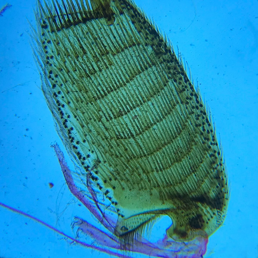 uscameloptics's tweet image. Have you ever observed a bee? Isn&apos;t it amazing that this is a specimen of a bee&apos;s foot? Come and explore your favorite things with a biological microscope from USCAMEL!

Find more about it:uscameloptics.com/products/compo…

#uscamel #microsope #biological #sciece