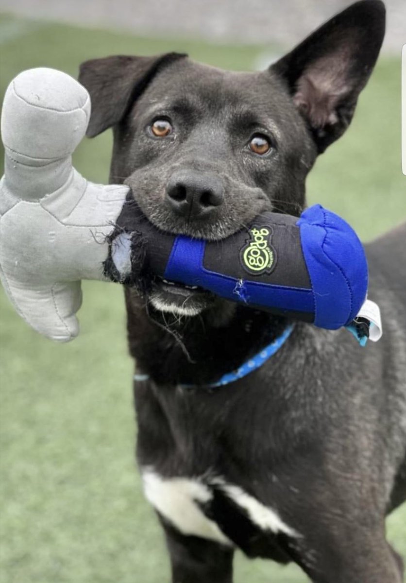 reddogsusie's tweet photo. #TN #MEMPHIS
🆘AT RISK🆘Gus 2yo hw+ A handsome boy-a playgroup rockstar-loves toys&amp;🎾-enjoys human company. HAS RESCUE INTEREST but needs help for HW &amp; a few weeks boarding. Pls #ADOPT #PLEDGE #FOSTER #RESCUE #MASA19769
https://t.co/L3cclbeVEE https://t.co/K1NRVqn4id