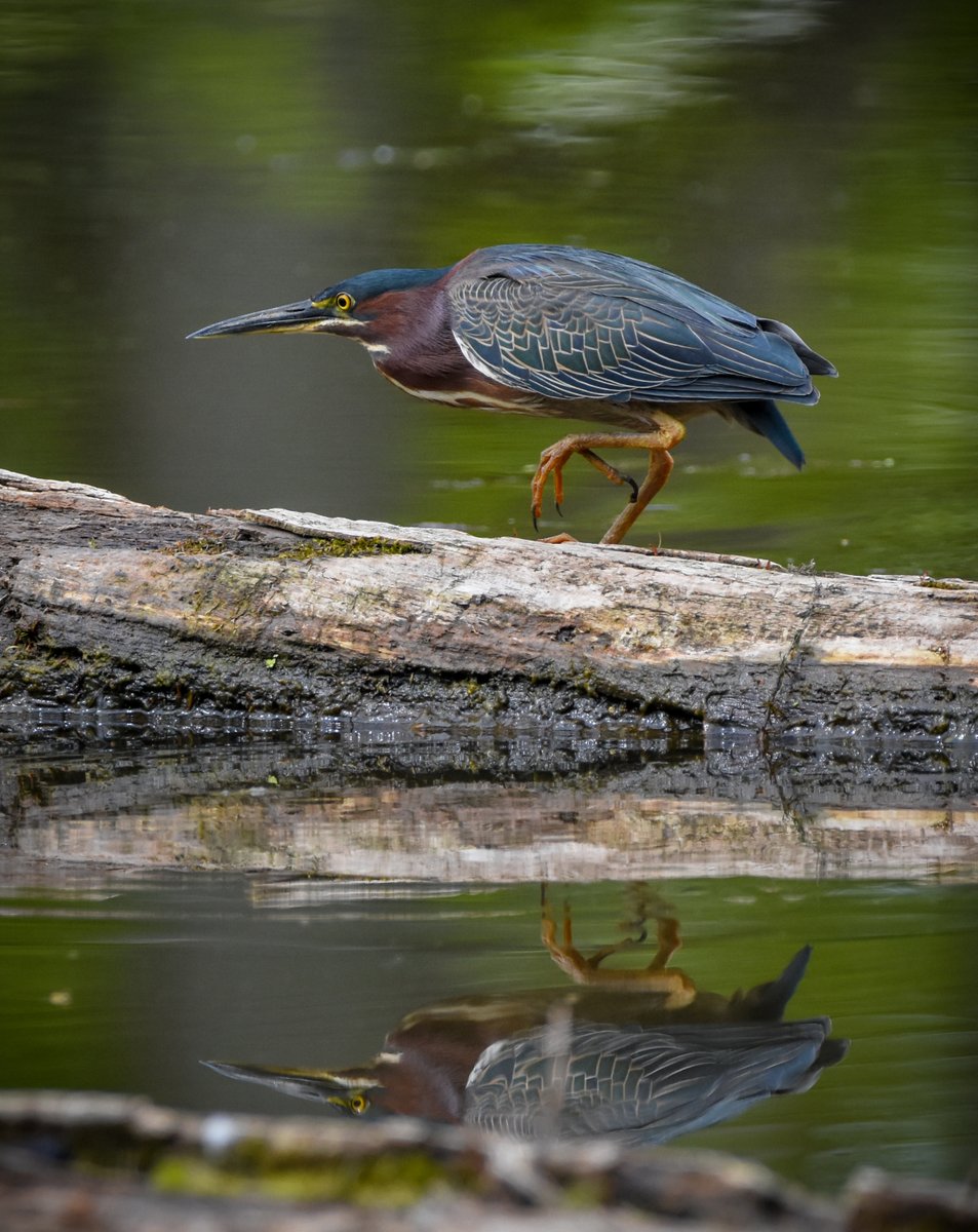 thegreenheron's tweet image. On the hunt.
#GreenHeron #BirdPhotography #Reflected