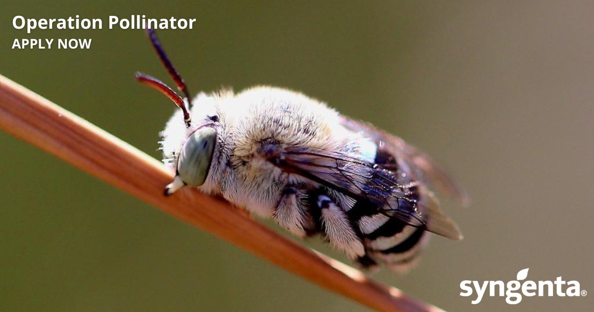 Syngenta Turf ANZ (@syngentaturfanz) on Twitter photo A reminder that EOIs for the next phase of Operation Pollinator close next week 🐝
#OperationPollinator is a global initiative from #Syngenta that aims to counteract pollinator diversity decline.
Learn more & apply: syngentaturf.com.au/operation-poll…
📸: <a href="/MoninaGilbey/">Monina Gilbey</a>
#biodiversity A reminder that EOIs for the next phase of Operation Pollinator close next week 🐝
#OperationPollinator is a global initiative from #Syngenta that aims to counteract pollinator diversity decline.
Learn more & apply: syngentaturf.com.au/operation-poll…
📸: <a href="/MoninaGilbey/">Monina Gilbey</a>
#biodiversity
