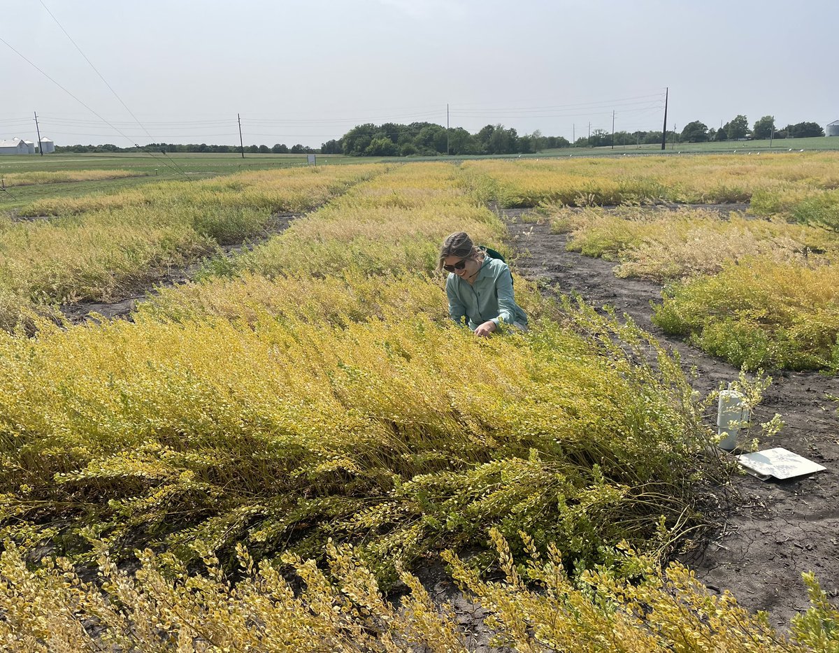 Had a great time at the #pennycress / #CoverCress field day hosted by @IPREFER_CAP at WIU. So exciting to walk through all the natural populations up close and collect some samples for our IPReP work!