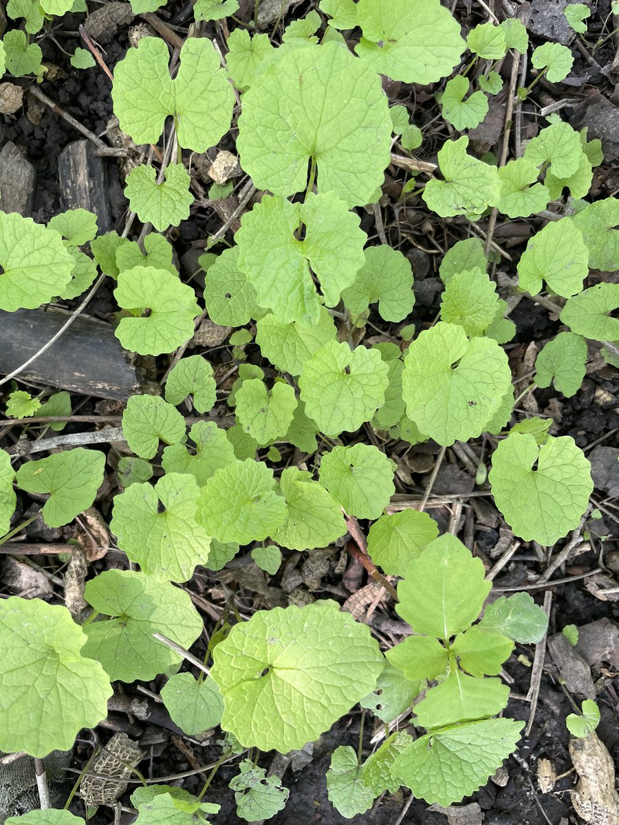 20 bags of #invasive garlic mustard pulled = 10 million seeds NOT dropping into the soil. Thank you to these garlic mustard busters 💥 making a positive difference in the forest around #AdamsonEstate.  #Mississauga #portcredit #invasiveplants