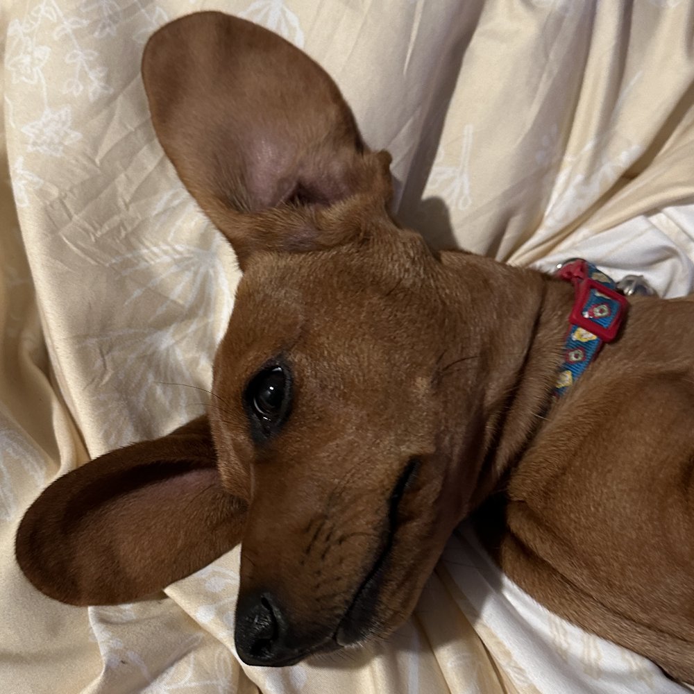 dragonblogger's tweet photo. Heinz's ears are bigger than his head! #minidachshund #petsofdragonbloggers #doxie #sausagedog https://t.co/z0gj2uvPfr