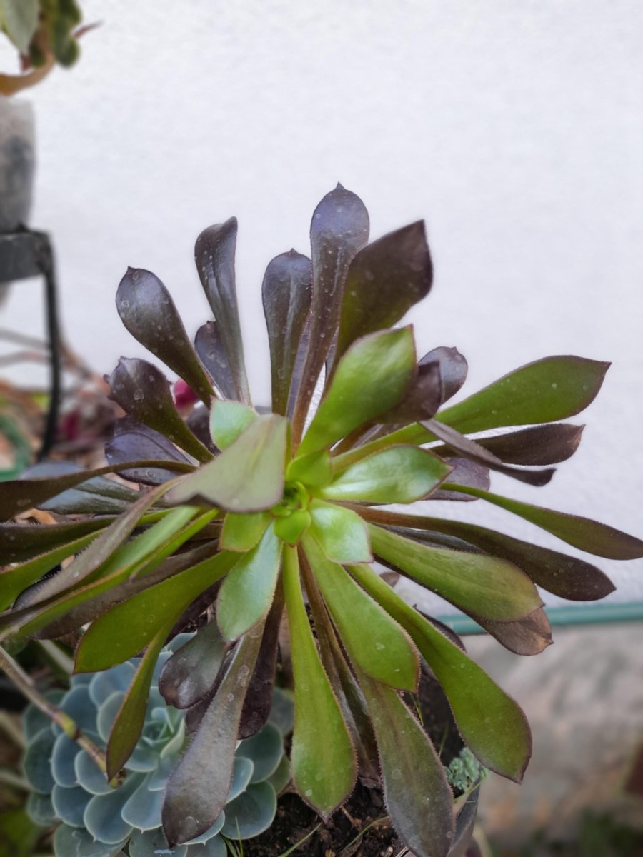 This little plant sometimes falls, do you know if it is indoors?
 
#IndoorGarden
 
allforgardening.com/487884/this-li…