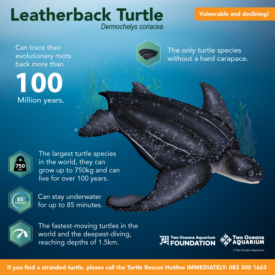 2OceansAquarium's tweet photo. ππ’ LEATHERBACK TURTLE π’π Leatherback turtles are the oldest turtle species for a reason: they are the most hydrodynamic of all #turtles! Their inky-blue shell is rubbery and flexible. This quality gives leatherbacks their impressive diving ability! πͺ Happy #TurtleWeek! π’π https://t.co/1p2Nv2LTpX