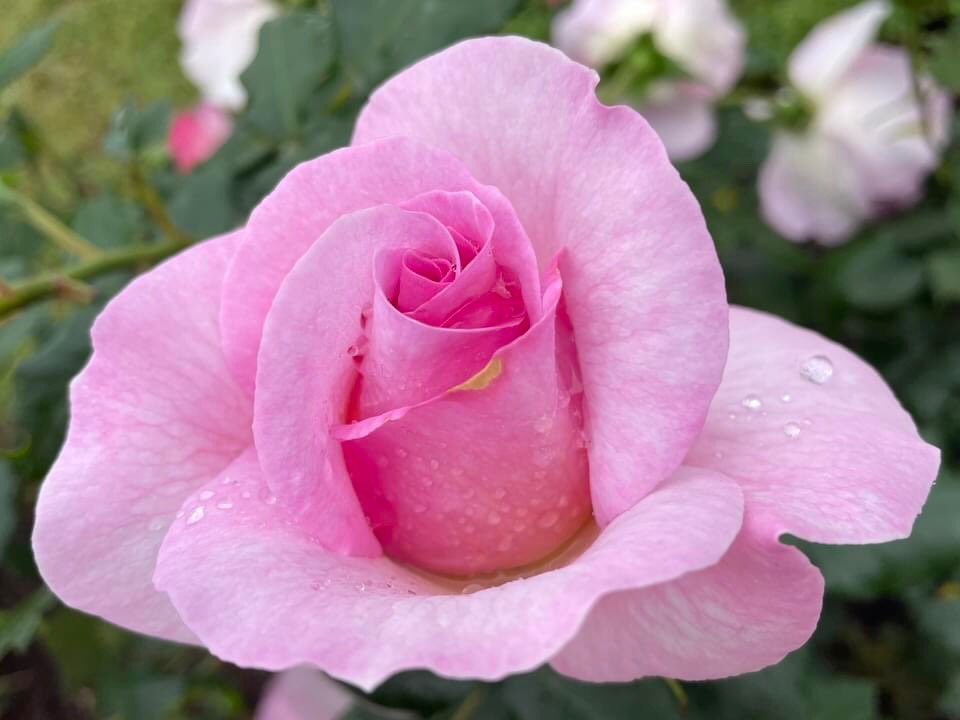 @DavidMariposa1 @SaskiavanDijk10 @FotoGraaGH @CaseyBroda @Yaacov97531 @ArtemisKellogg @JBC_Tweeter @elfearsfoxsox @christinedemar @FarahSozimo2 Love the #Pink theme! 🌸 Here’s a bloom from earlier this month. 🌹💖 My phone is too old for the dark background technique but yours are great. #flowersonfriday #roses