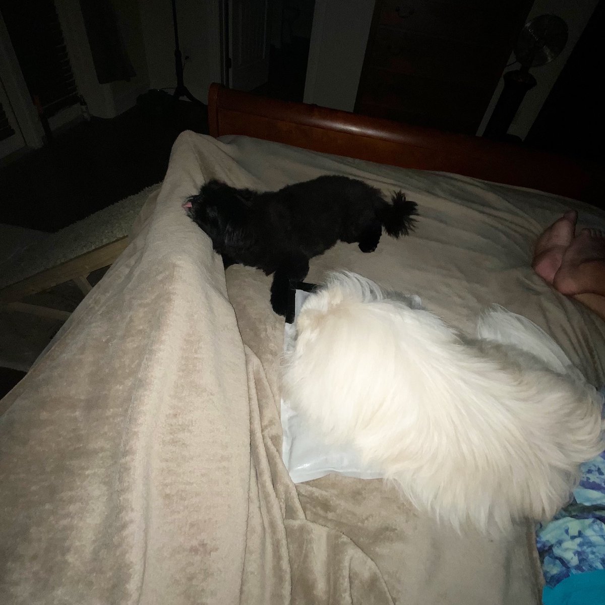 LilCaliGurl's tweet photo. POV: the dogs let me have 20% of (MY) the bedspace #BedHogs
.
.
.
#caligurl #dogslife #doglife #throughadogseyes #pekingese #sweetsammy #sammysays #rescuedog #pov #pointofview https://t.co/WGM3ssjO6w