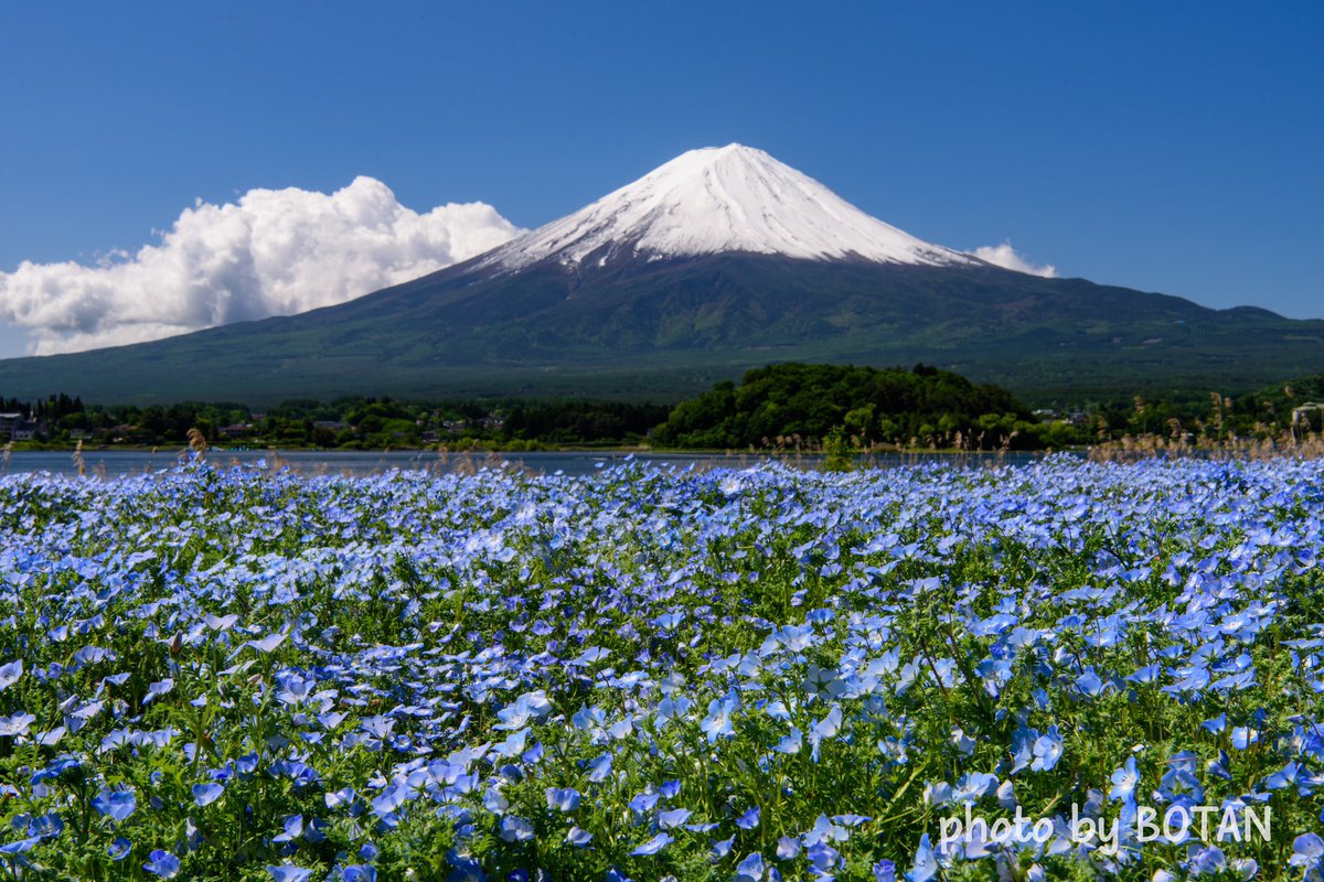 BotanRamune's tweet photo. 2023年5月24日の撮影より。

見頃を迎えた三つ峠のツツジと大石公園のネモフィラを撮ってきました。

最近は仕事が忙しく、疲れ切って行くかどうか迷っていましたが、そんな事を忘れさせてくれる絶景でした。 https://t.co/LKViSS6wBr