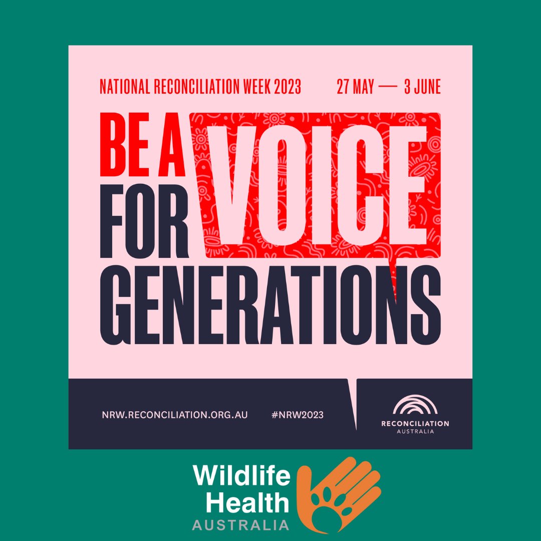"Wildlife Health Australia (WHA) is celebrating National Reconciliation Week in 2023 by acknowledging the tens of millennia of stewardship and conservation of Australia’s wildlife by First Nations peoples," WHA Chair Peter Bridgewater said.

Read more: bit.ly/3OJ6uTV