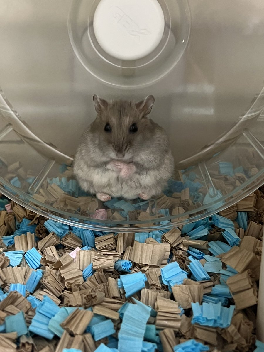 hamhammnm's tweet image. 貫禄ありすぎる🙄🙄
＃hamster
＃拡散希望
＃コメントください
#ハムスター好きと繋がりたい
#フォローお願いします