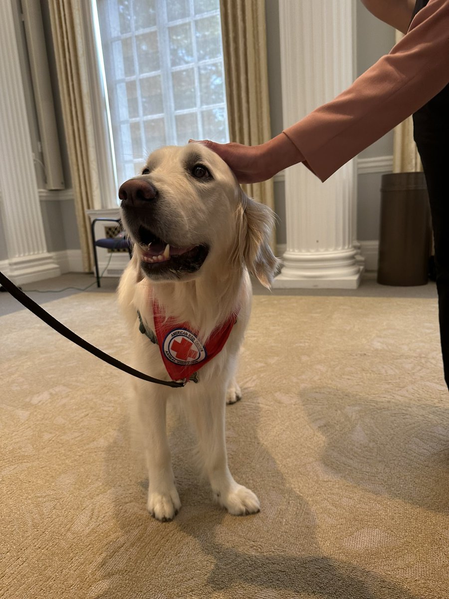 LifeofBeckyy's tweet photo. Therapy dogs for the win! Can you tell that they are actually two different dogs? https://t.co/DsKYqJJBmR