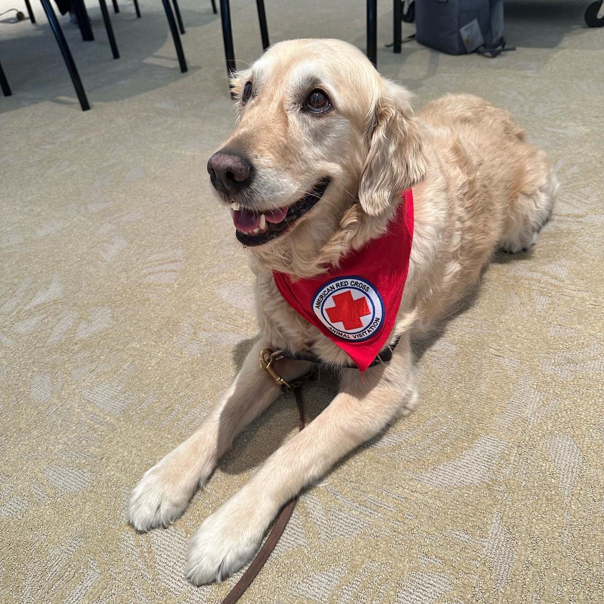 LifeofBeckyy's tweet photo. Therapy dogs for the win! Can you tell that they are actually two different dogs? https://t.co/DsKYqJJBmR