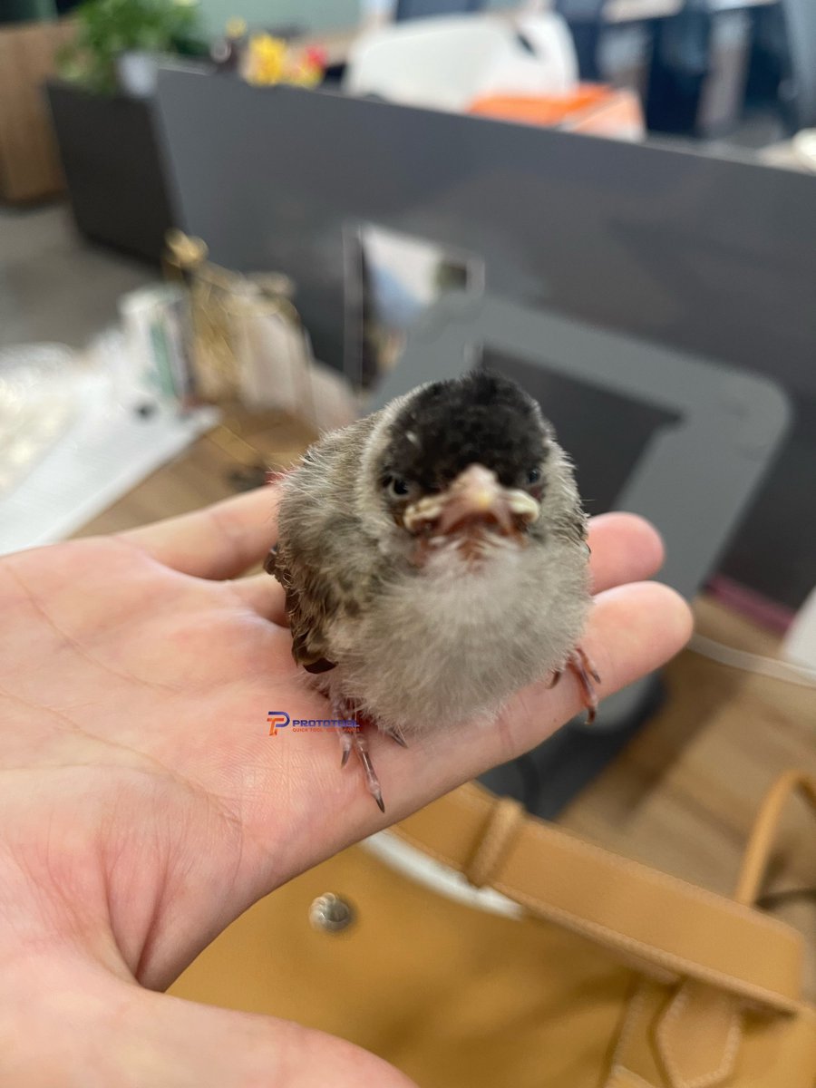 Prototool2's tweet photo. Prototool's rescue fallen injured bird adventure today. 🐣❤️🌈 https://t.co/mGXMq8lugz

#Prototool #BirdRescue #AnimalCare #Compassion #NatureLovers #MakeADifference https://t.co/vjGQH90ZQJ