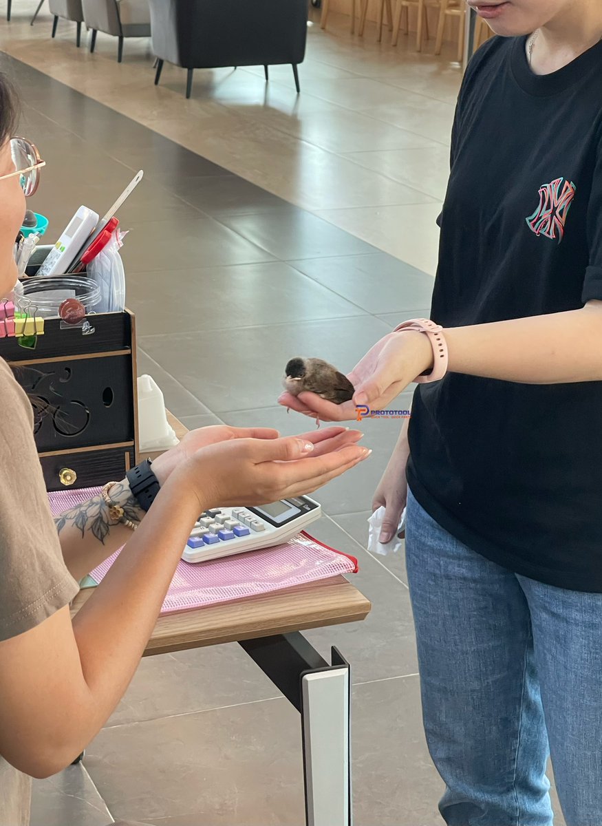 Prototool2's tweet photo. Prototool's rescue fallen injured bird adventure today. 🐣❤️🌈 https://t.co/mGXMq8lugz

#Prototool #BirdRescue #AnimalCare #Compassion #NatureLovers #MakeADifference https://t.co/vjGQH90ZQJ